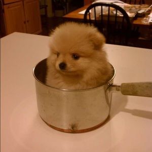 Meet your Posher, Ben